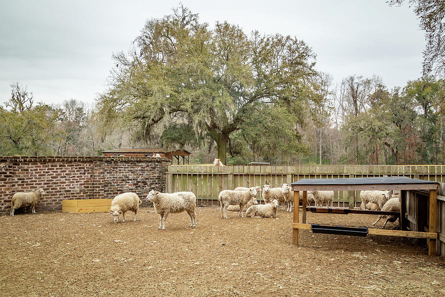 Sheep at Middleton Place Plantation Photograph by Cindy Robinson