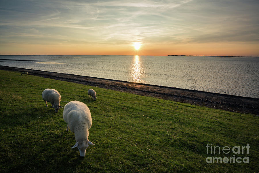 Sheep at Sundown Photograph by Eva Lechner