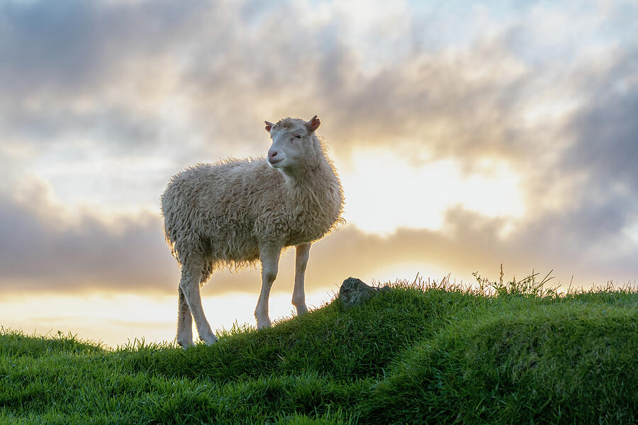 Sheep at Sunset Photograph by Alicia Glassmeyer