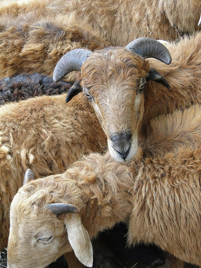 Sheep at the weekly market Photograph by Steve Estvanik