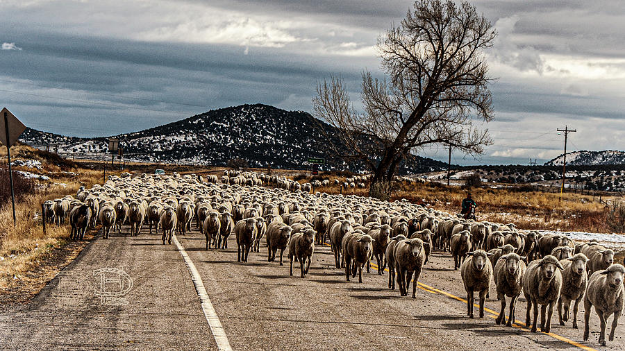 Sheep Band Headed for Winter Grazing Photograph by Daniel Hebard