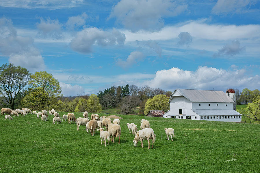 Sheep Farm Photograph by Jurgen Lorenzen