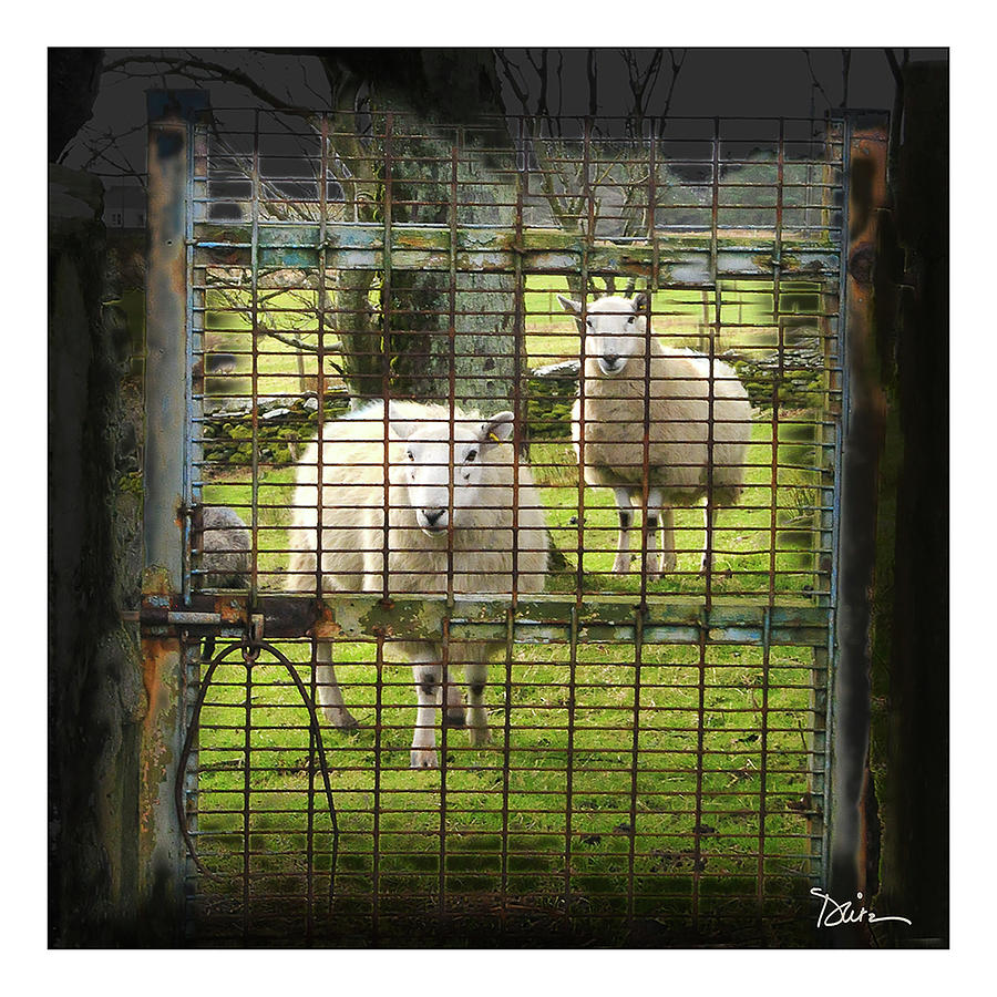 Sheep Behind Gate in Ireland Photograph by Peggy Dietz