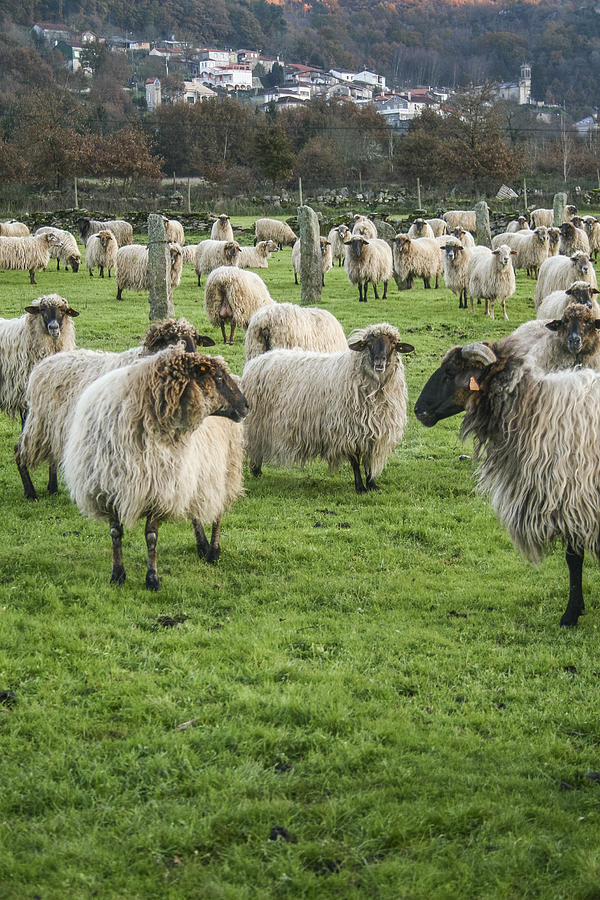 Sheep Photograph by Brais Seara