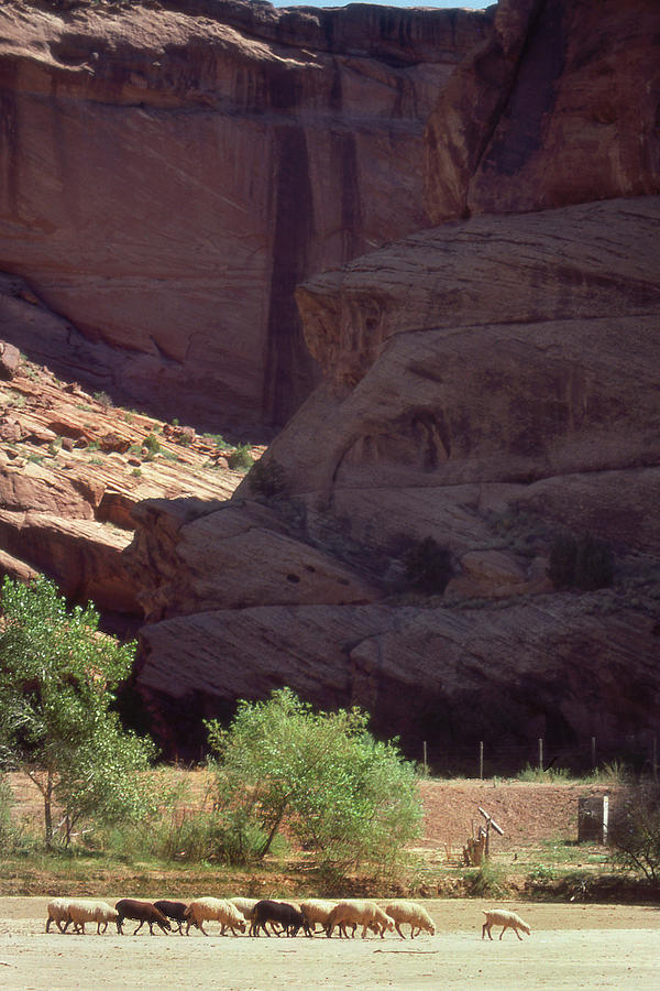 Sheep, Canyon de Chelly, Arizona Photograph by Jerry Griffin
