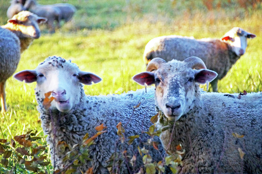 Sheep Couple Photograph by Mike Murdock