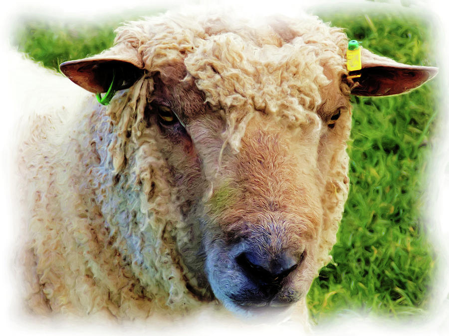 Sheep Day Digital Art
