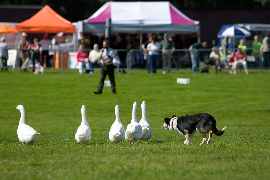 Sheep Dog herding geese Photograph by ChrisCrafter