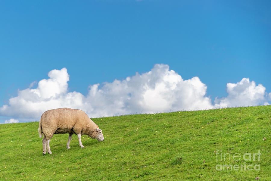 Sheep eating. Endlessly. Photograph by Daniel M Walsh