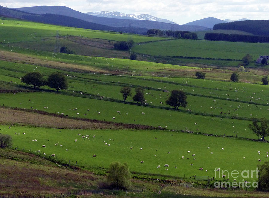 Flocks of sheep - Cairngorm Mountains Photograph by Phil Banks