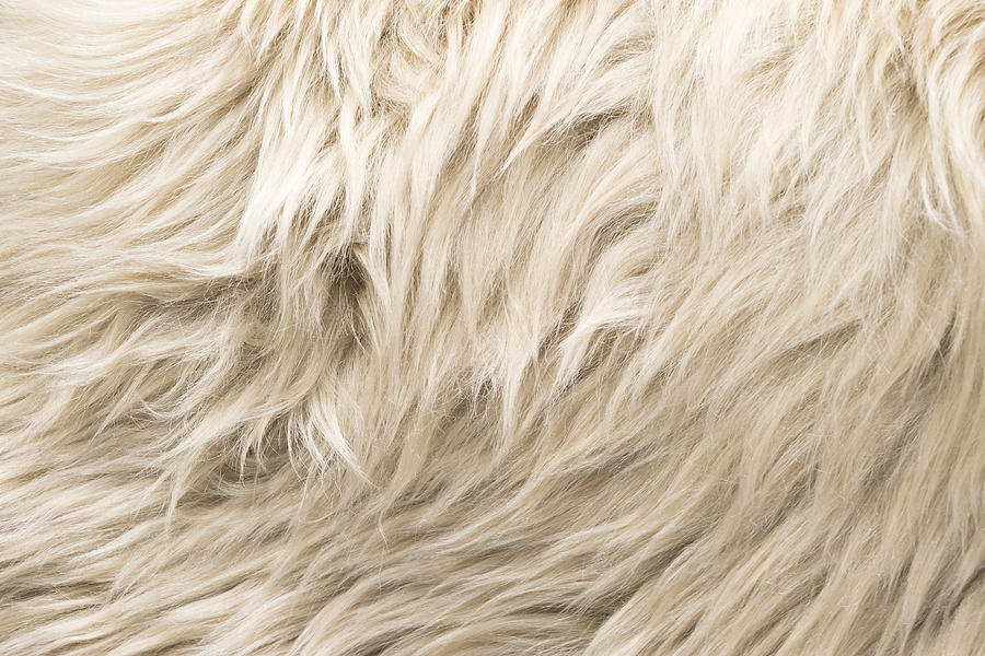 Sheep fur texture Photograph by Julien - Fine Art America