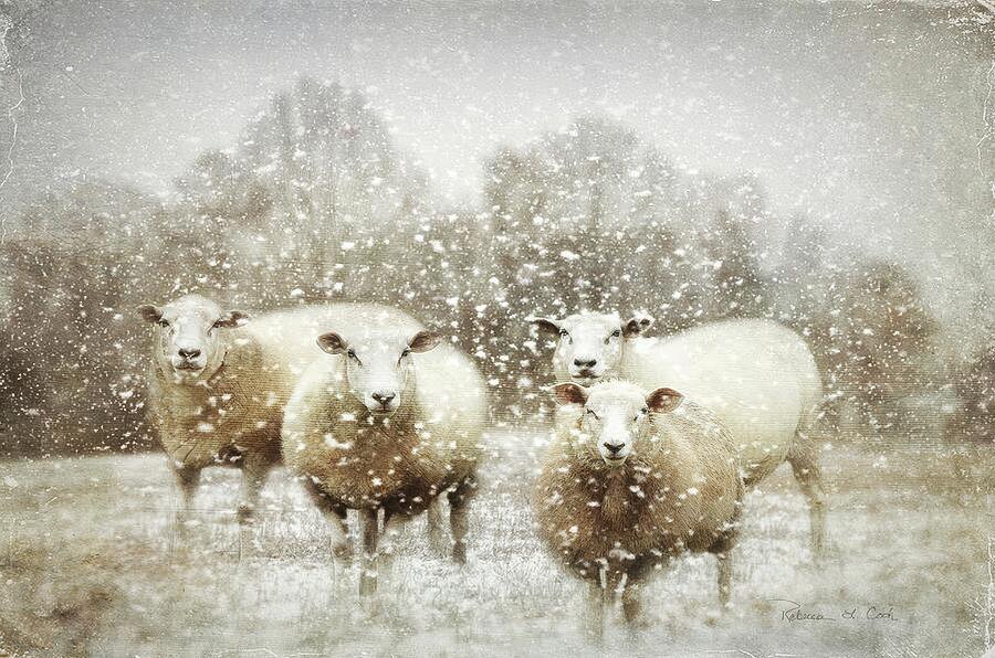 Black And White Photograph - Sheep Gathering In Snow by Bellesouth Studio