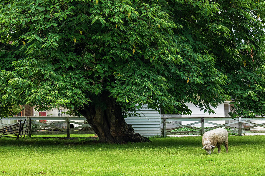 Sheep Grazes Under a Paper Mulberry Tree Photograph by Rachel Morrison
