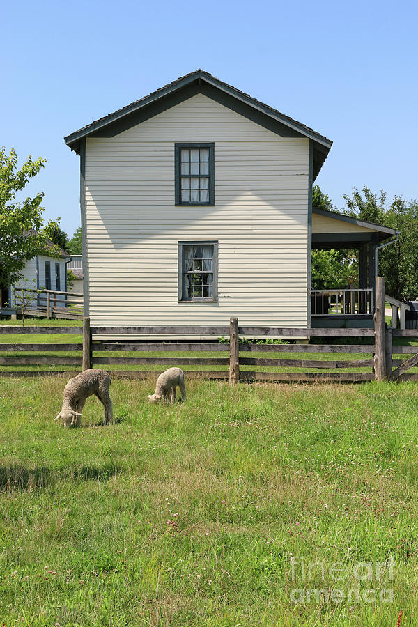Sheep Grazing and Farmhouse 1129 Photograph by Jack Schultz