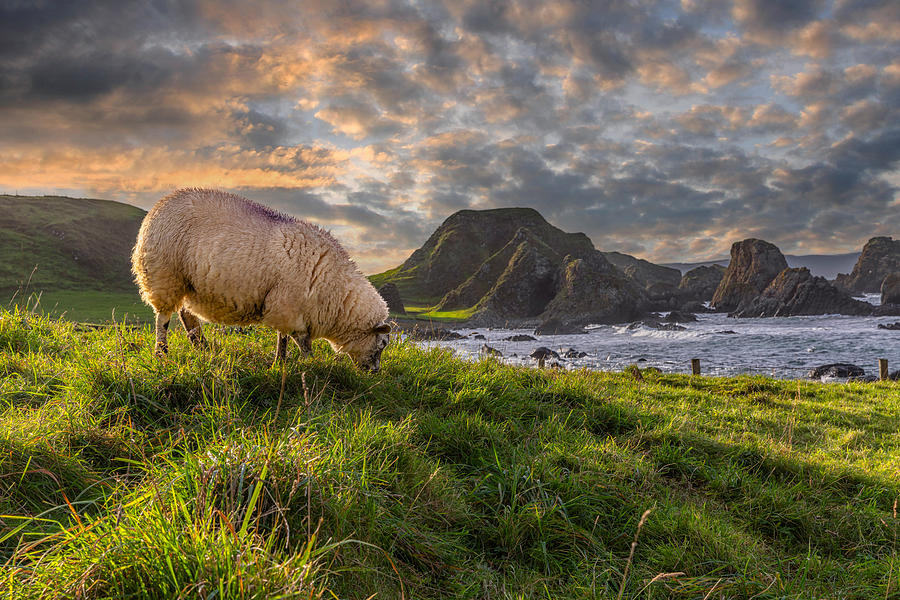 Sheep grazing beside the ocean Photograph by Photograph taken by Alan Hopps