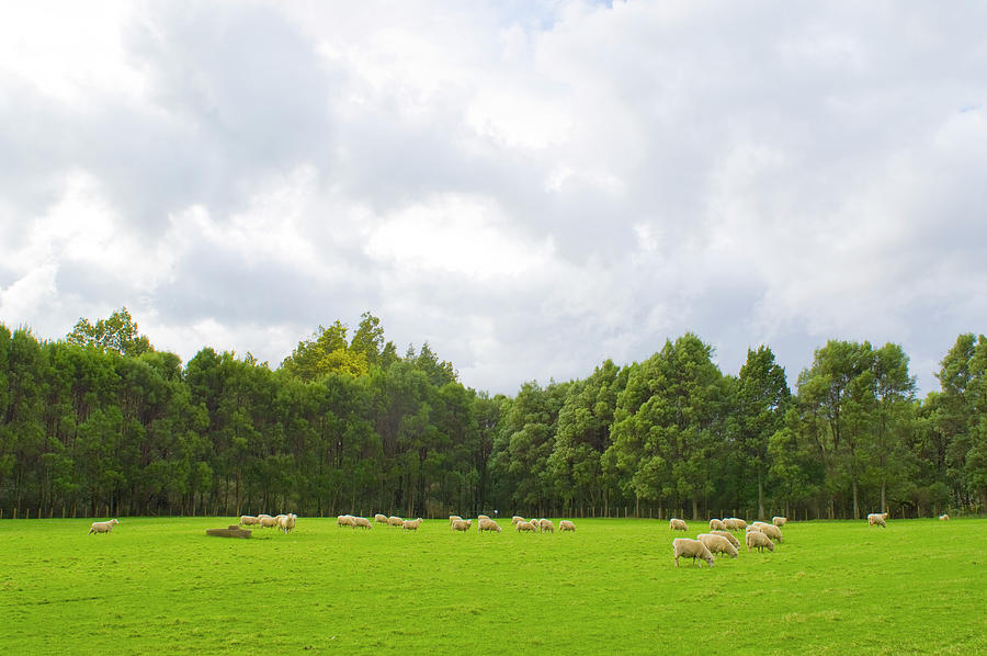 Sheep grazing in green pasture Photograph by David L Moore