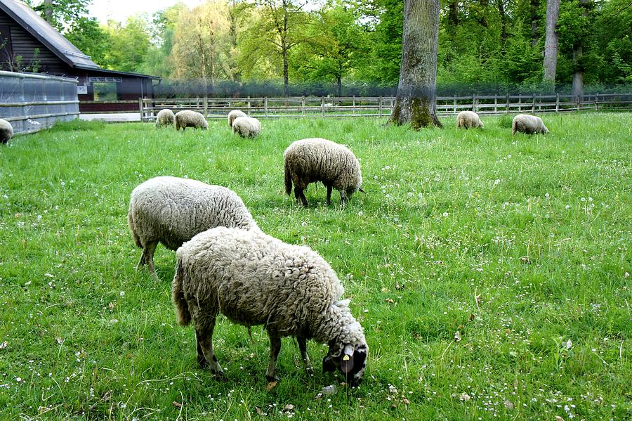 Sheep grazing in Lausanne, Switzerland by Santosh Puthran Sheep grazing in Lausanne, Switzerland by Santosh Puthran