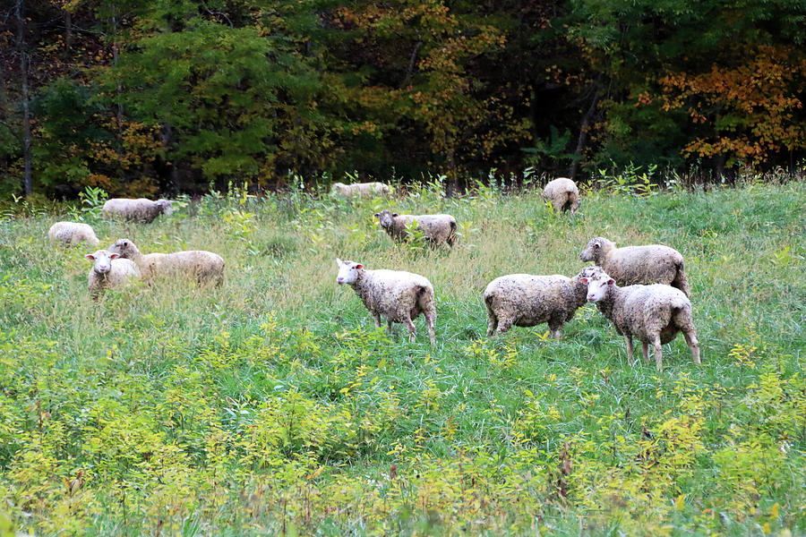 Sheep Grazing in Yellow Fields Photograph by Angela Murdock