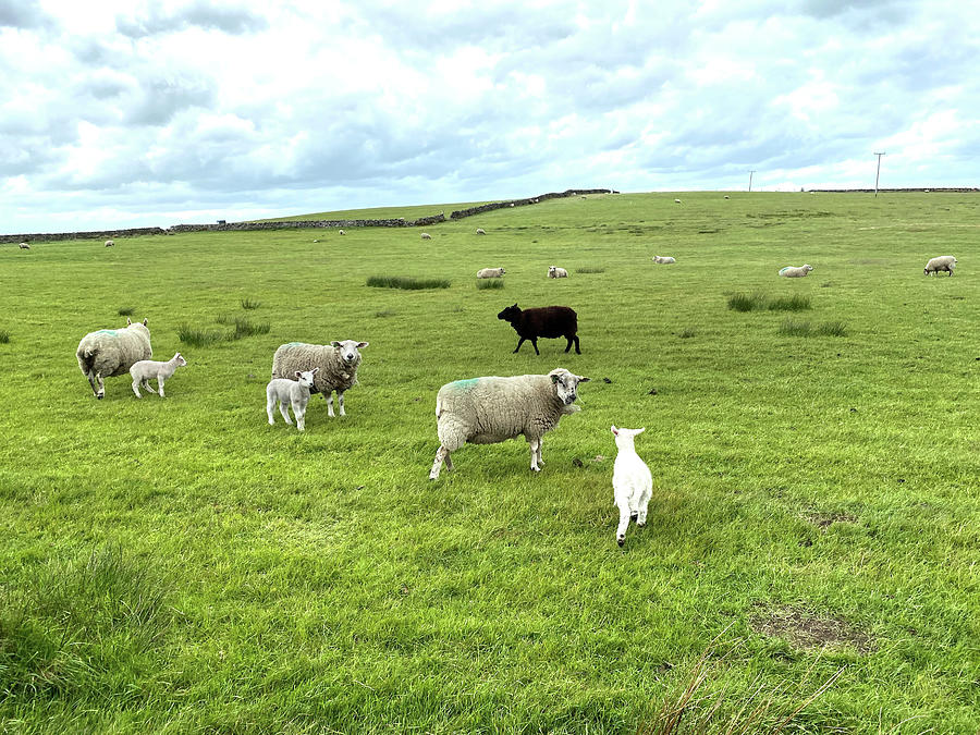 Nature Photograph - Sheep Grazing near Haworth, UK by Derek Oldfield