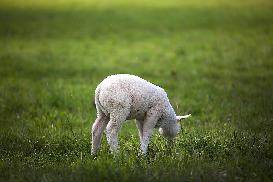 Sheep Grazing On Grass Landscape Photograph by Paulien Tabak / EyeEm