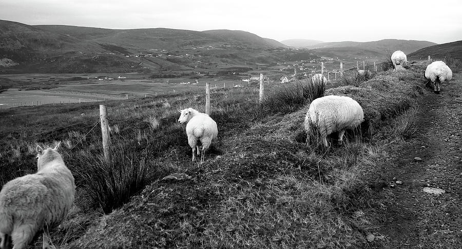 Sheep Grazing to Glencolmcille in BW Photograph by Lexa Harpell