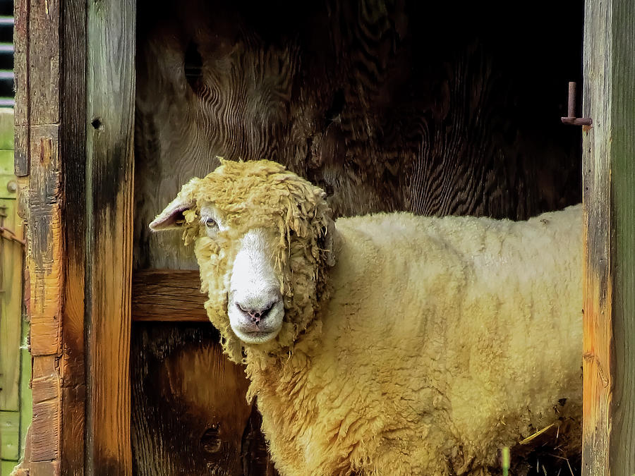 Sheep Greetings Photograph by Linda Stern