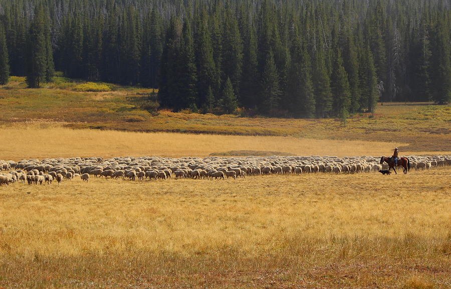 Sheep Herding Colorado Mountain High Photograph