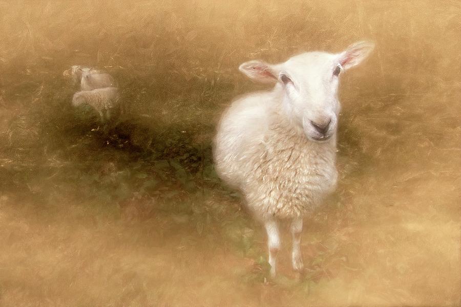 Sheep Hear My Voice Photograph by Marjorie Whitley