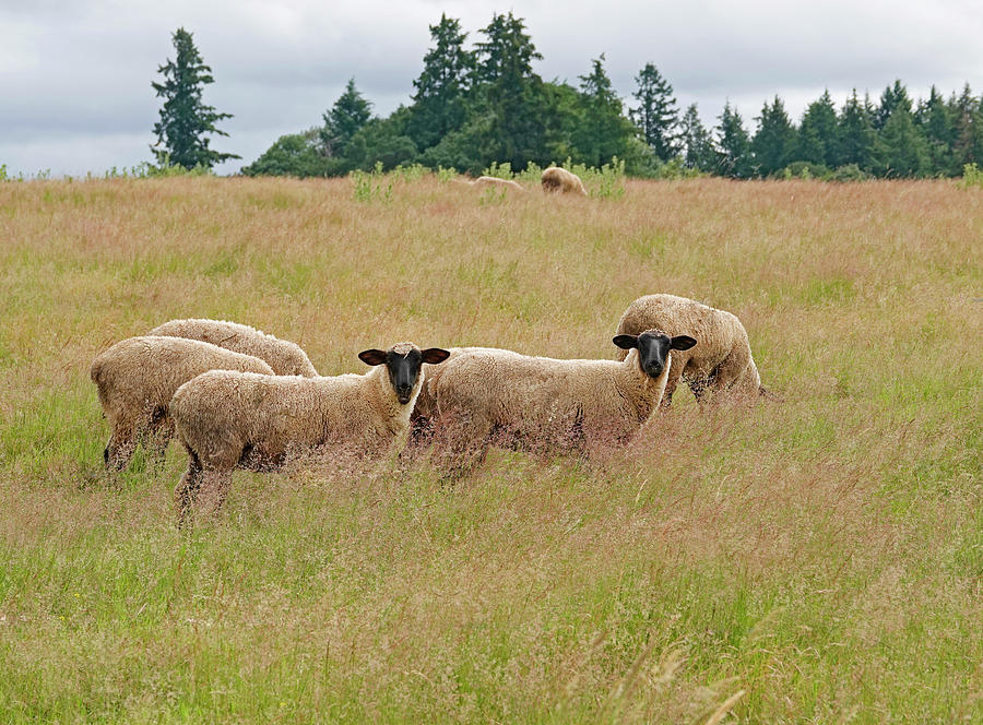 Sheep in a field Photograph by Buddy Mays