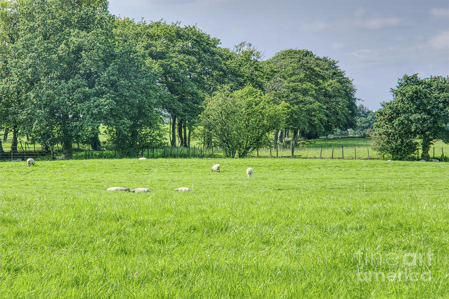 Sheep In A Field Heywood Greater Manchester Photograph