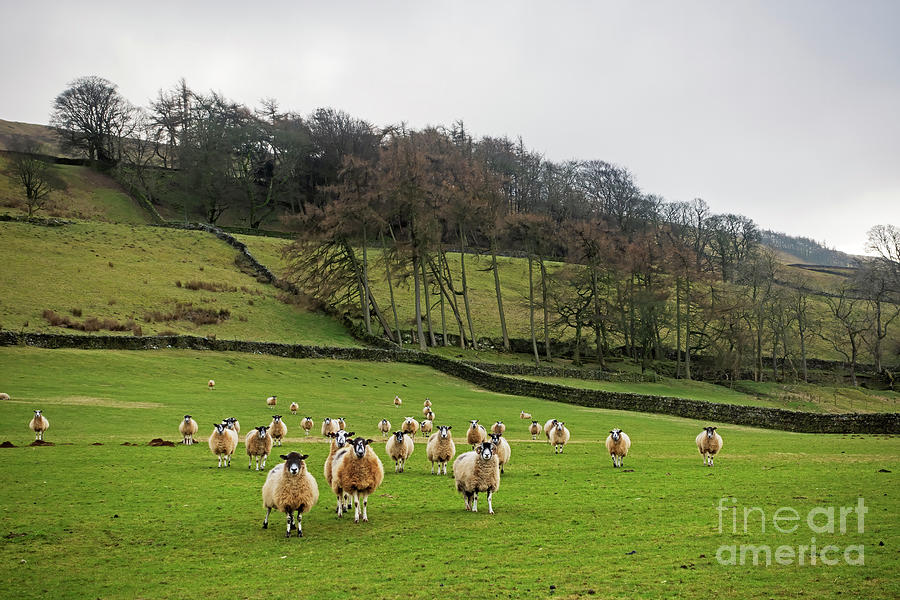 Sheep in a field in Wensleydale, Yorkshire Dales Photograph by Louise Heusinkveld