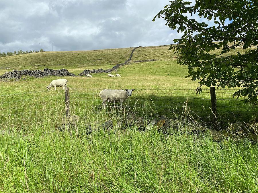 Sheep in a Meadow in Delph, UK Photograph by Derek Oldfield - Fine Art ...