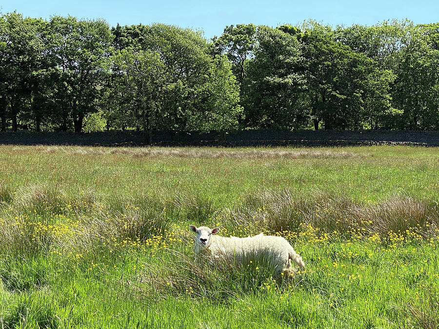 Nature Photograph - Sheep in a Meadow near Denholme, UK by Derek Oldfield