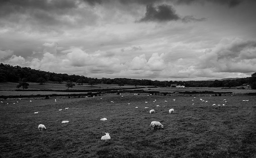 Sheep in an English Countryside Photograph by Ian Livesey