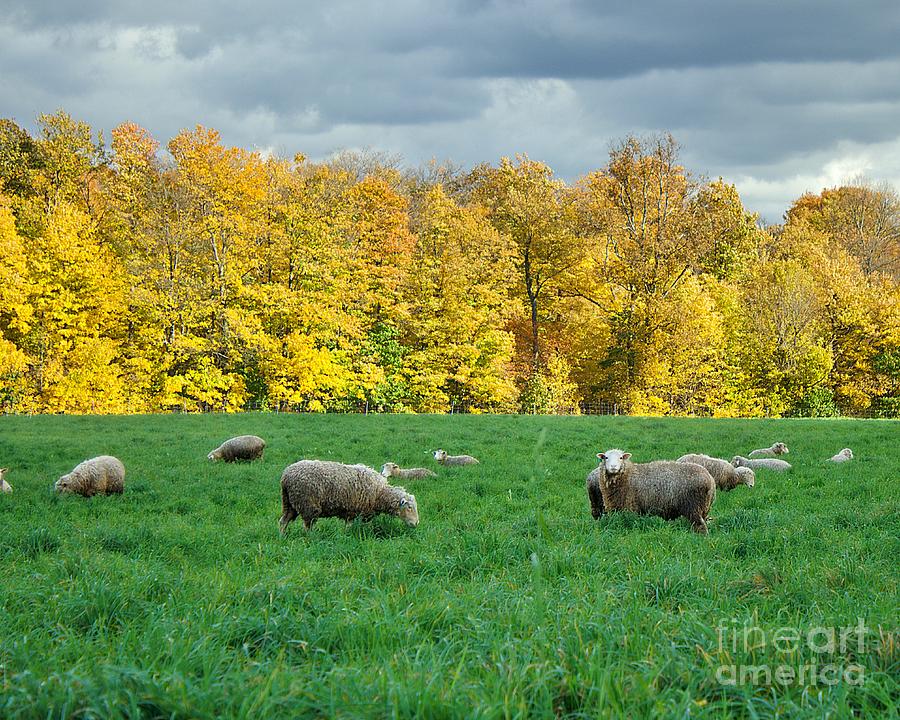 Sheep in an Ohio field Photograph by Yvonne M Smith