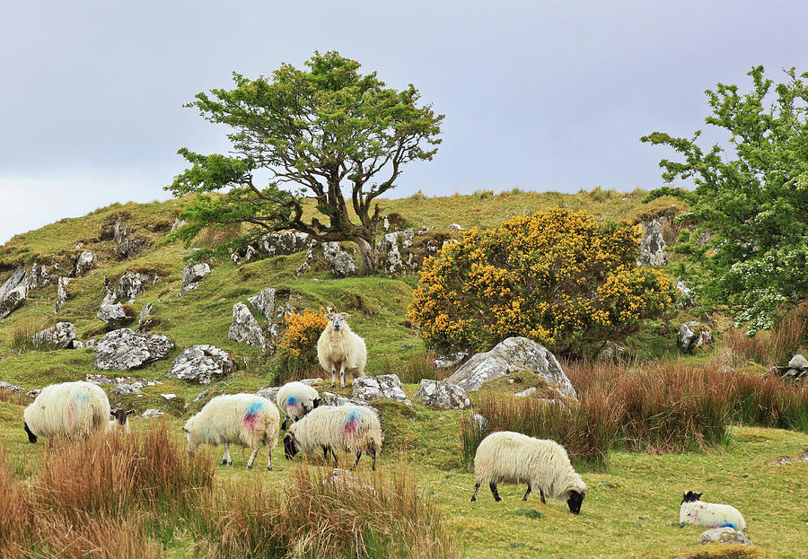 Sheep in Connemara Photograph by Tom and Pat Cory