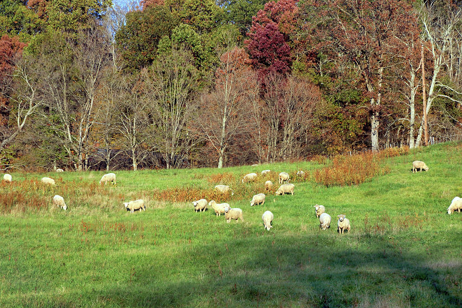 Sheep in Field on Autumn Day Photograph by Angela Murdock