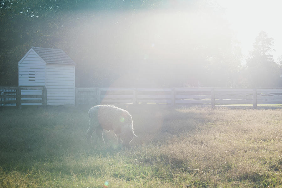 Sheep in Light Photograph by Rachel Morrison