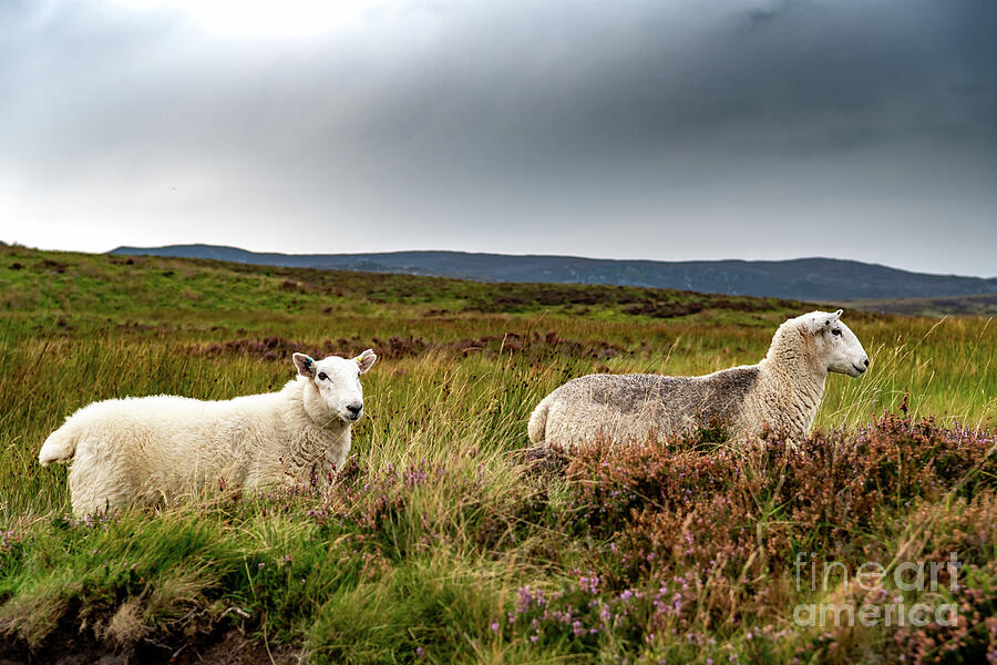 Sheep In Snowdonia National Park In North Wales, United Kingdom Photograph by Andreas Berthold