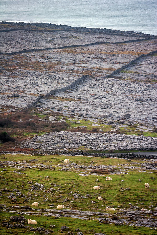Sheep in the burren Ireland Photograph by Pierre Leclerc Photography
