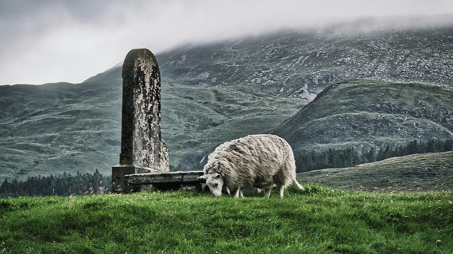 Sheep in the Cemetery - Scotland Photograph by Stuart Litoff