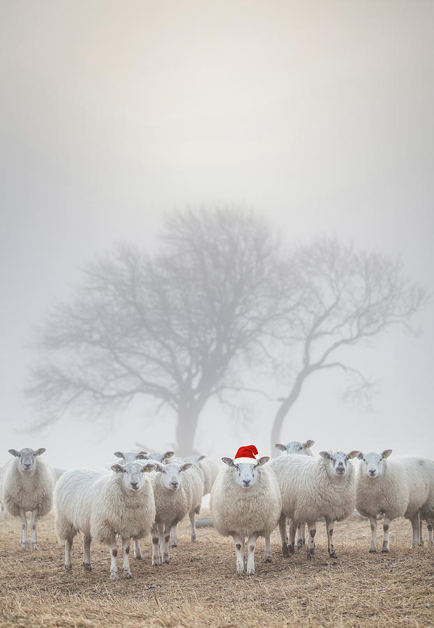 Sheep in the mist - Christmas Greeting Photograph by Anita Nicholson Sheep in the mist - Christmas Greeting Photograph by Anita Nicholson