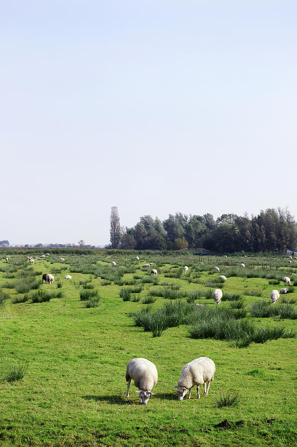 Sheep Photograph - Sheep in the pasture by Kaoru Shimada
