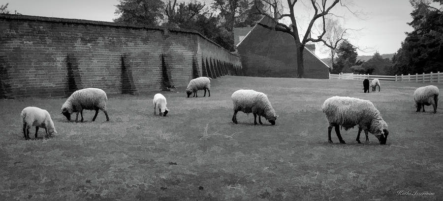 Sheep in the Pasture Photograph by Kathi Isserman