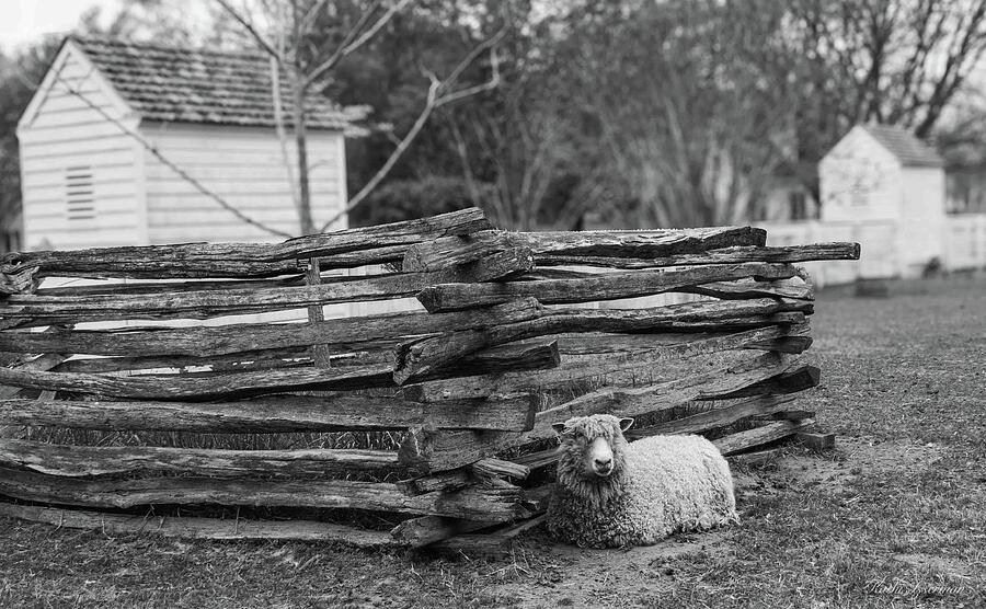 Sheep in the Pastures Photograph by Kathi Isserman Sheep in the Pastures Photograph by Kathi Isserman