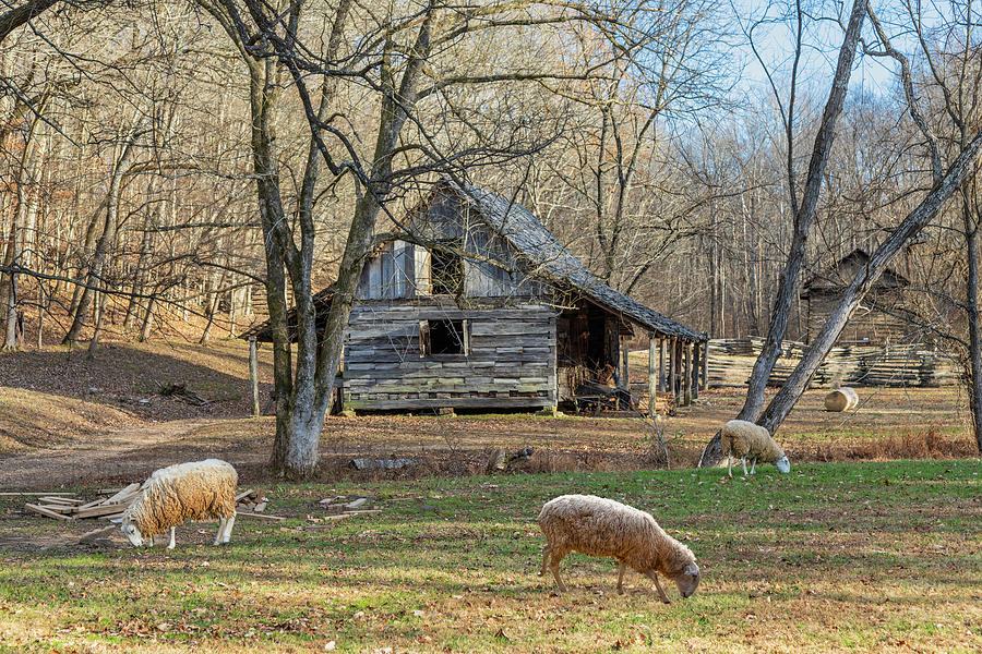 Sheep In The Yard Photograph by Lorraine Baum