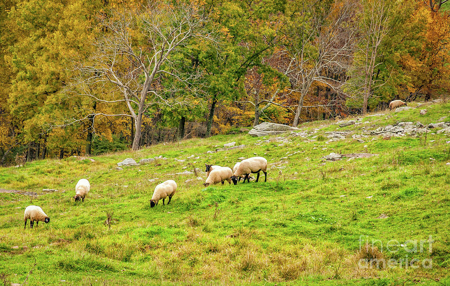 Sheep in West Virginia in Fall Photograph by Kathleen K Parker