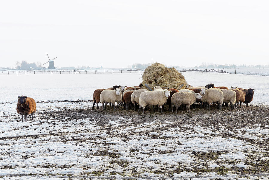 Sheep in Winter Photograph by Maria Meester