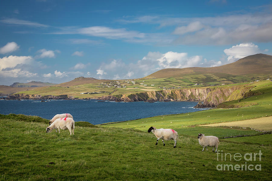 Sheep - Irish Coast - Dingle Peninsula Photograph