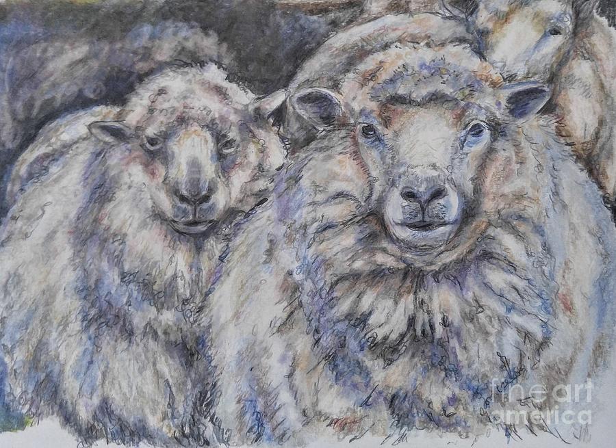 Sheep Digital Art by Jennifer Donovan - Fine Art America